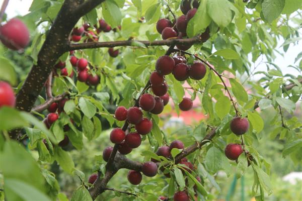 Plum Skorospelka red photo