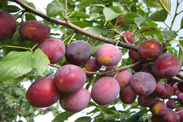 Plum Skorospelka red photo