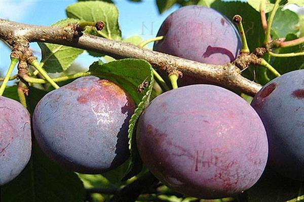 Plum Start photo