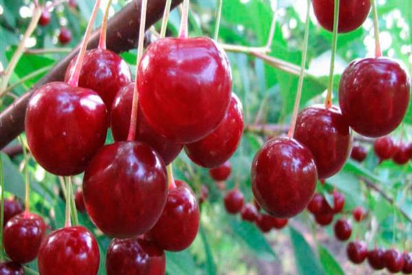 Cherry Anadolskaya photo