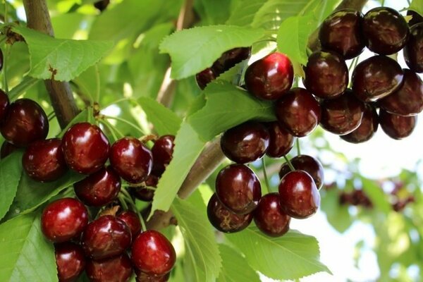 Cherry Annushka