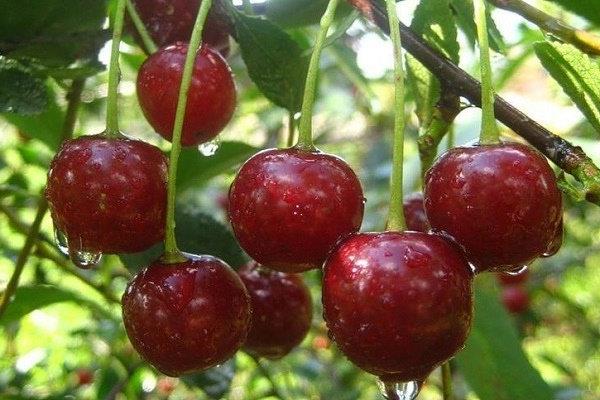 Cherry Bulatnikovskaya photo