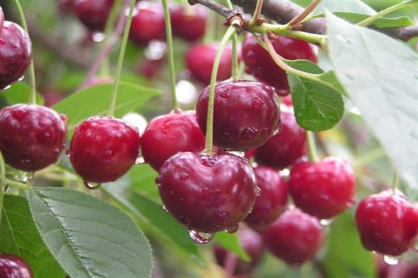 Cherry Bystrinka photo