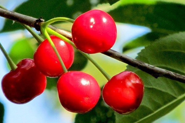 Cereja abundante