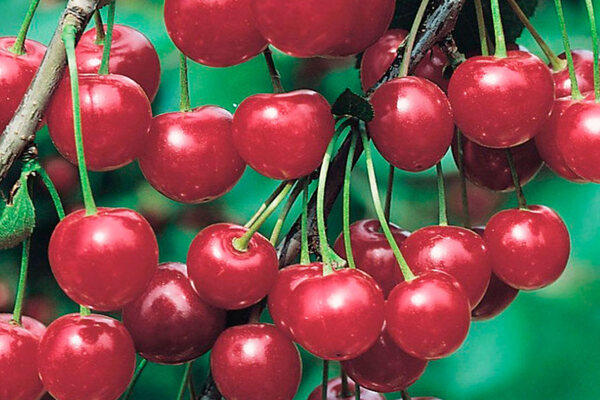 Cherry Krasa Tataria