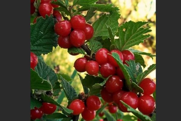 Cerise d'été