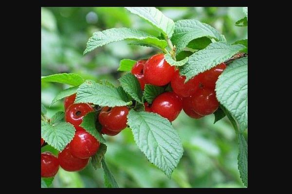 Cerise d'été