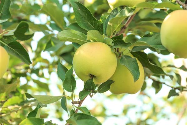 Pommier Phoenix Altai photo