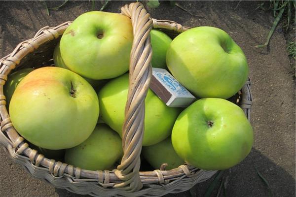 Apple tree March photo