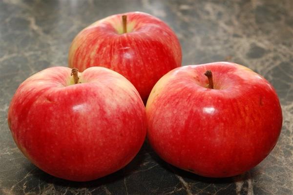 Apple tree Delight photo
