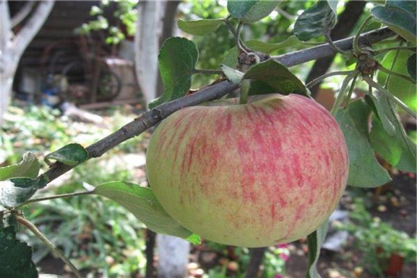 Apple tree Morning star photo
