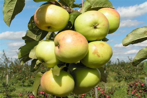 Apple-tree Winter MOSVIR photo
