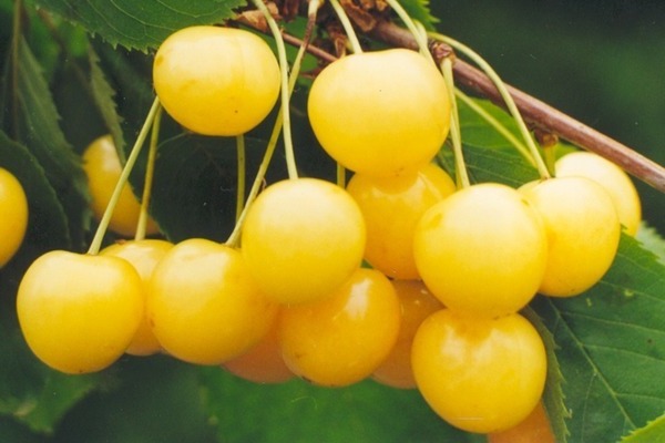 Drogan Yellow Cherry