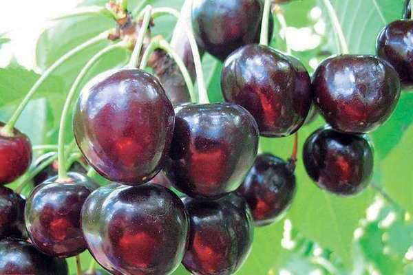 cerises