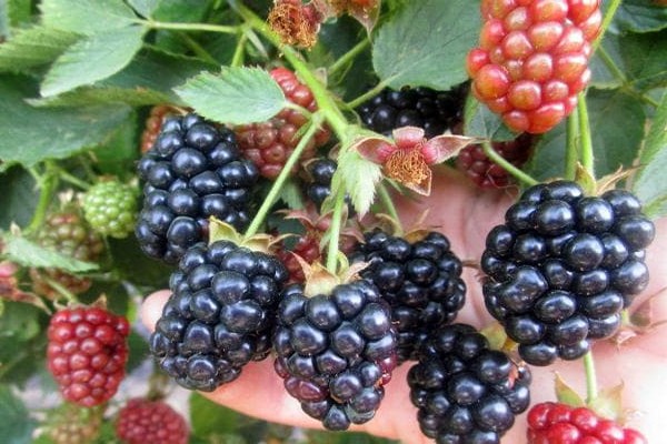 blackberry + in the urals