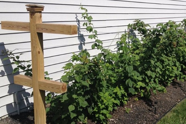 blackberry varieties + for the Urals