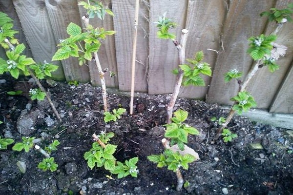 blackberry + planting in the Urals + and care