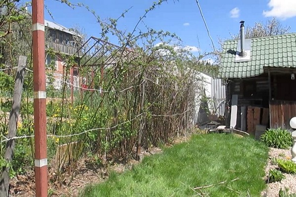 blackberry + planting in the Urals + and care