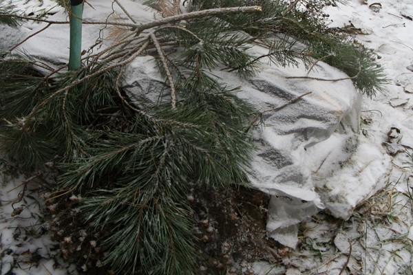 blackberry shelter + for the winter + in the Urals