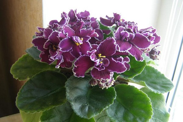 Violettes Macho-Foto