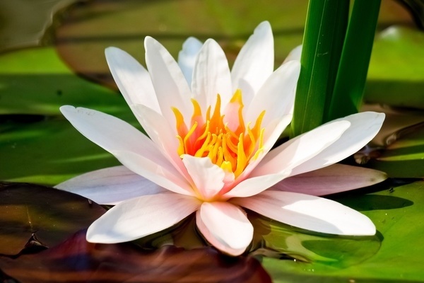 water lily