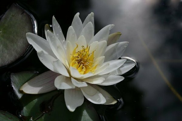 water lily