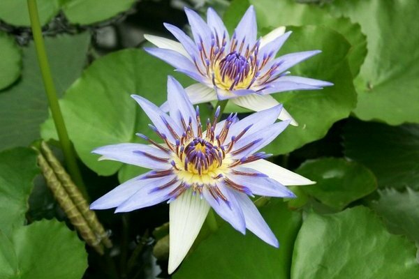 water lily