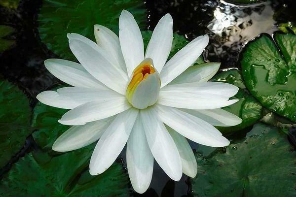 water lily