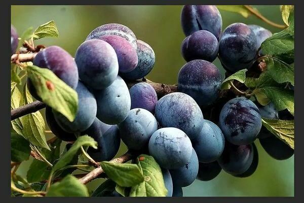 Plum Hungarian