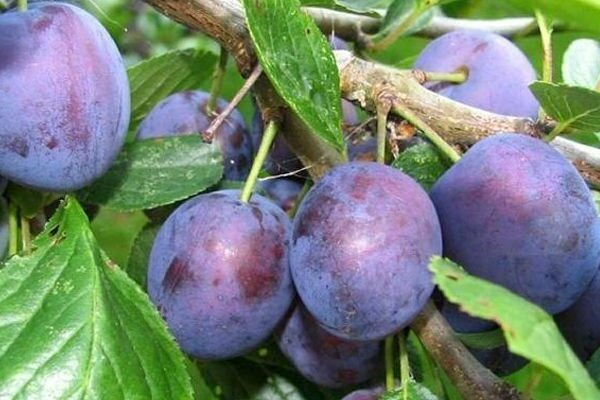 Plum Hungarian