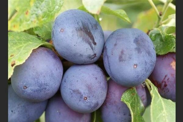 Plum Hungarian