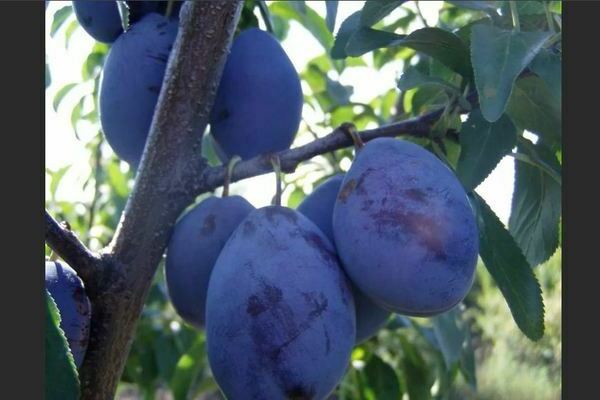 Plum variety Hungarian