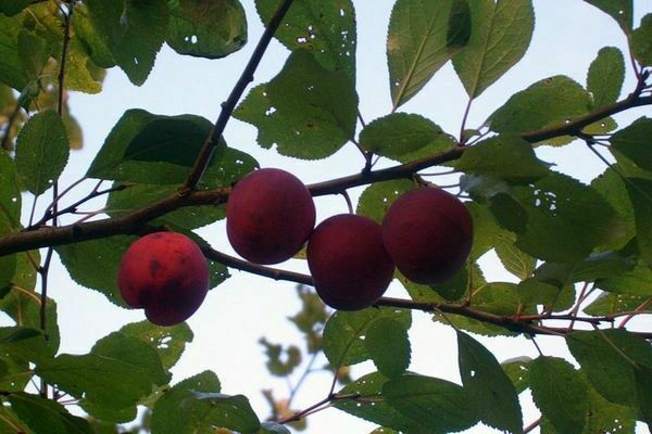 Plum Hungarian