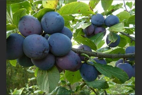 Plum Hungarian