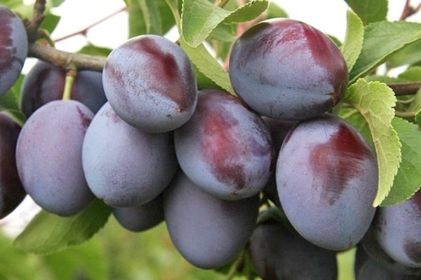 Plum Hungarian
