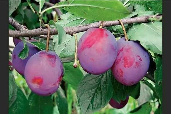 Plum Hungarian