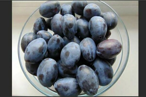 Plum Hungarian