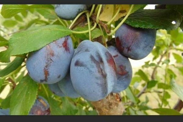 Plum Hungarian