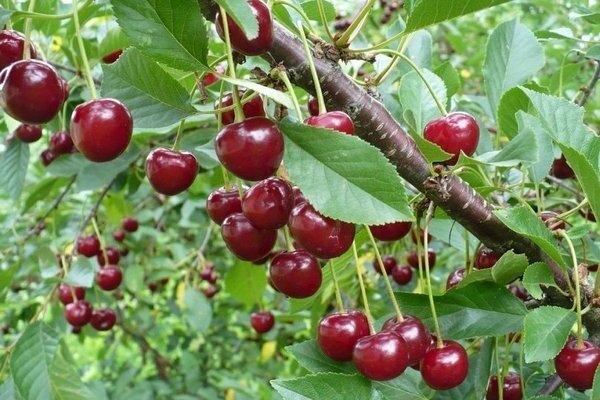 cherry Mtsenskaya