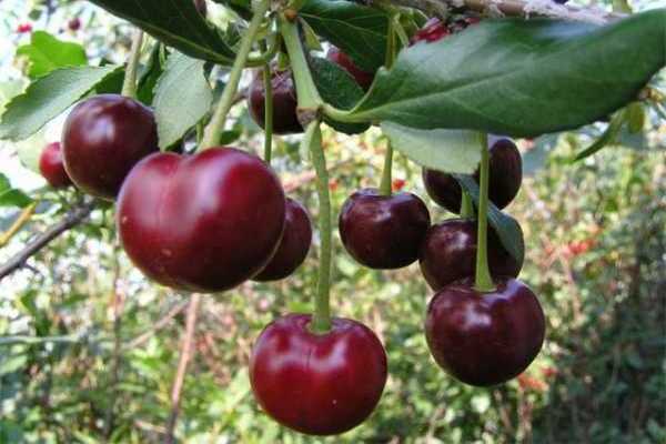 cherry Mtsenskaya