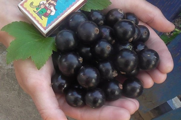 Currant Arcadia Black