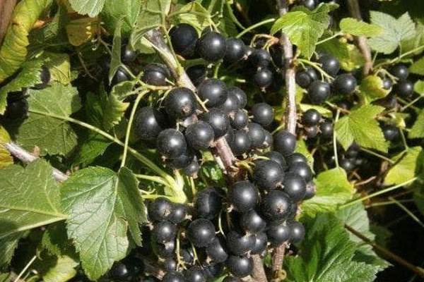 Currant Katyusha