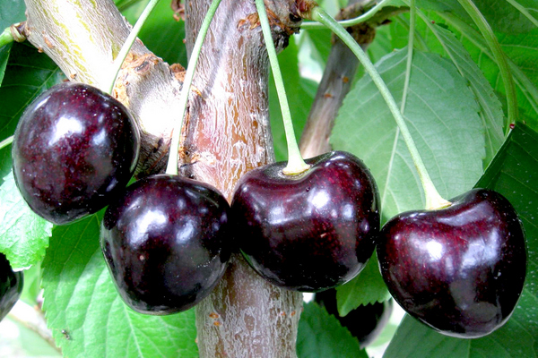 Cereja melitopol preto
