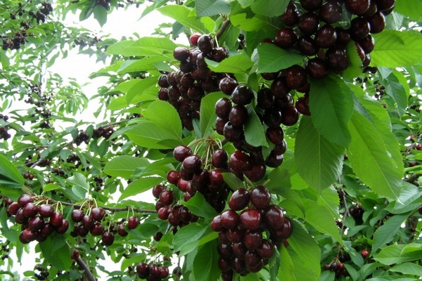 Cereja melitopol preto