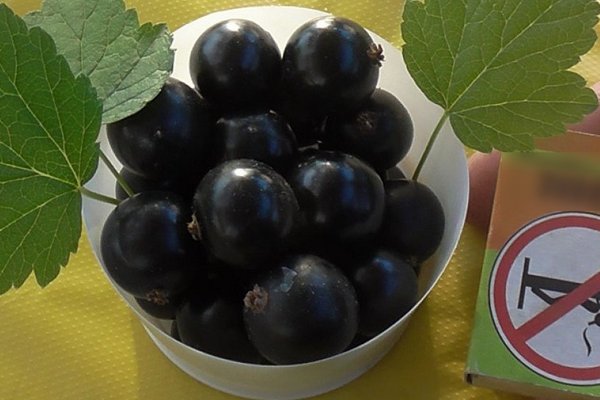 Currant Arcadia Black