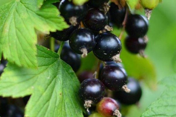 Currant Katyusha