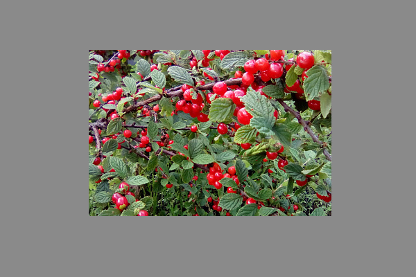 Variété de cerise Triana