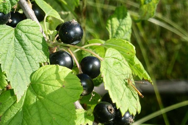 Currant Arcadia Black