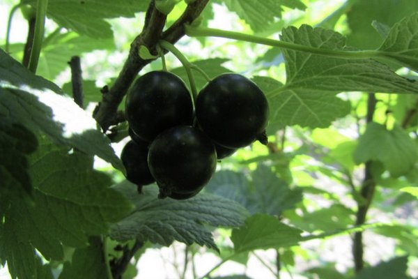 Currant Katyusha