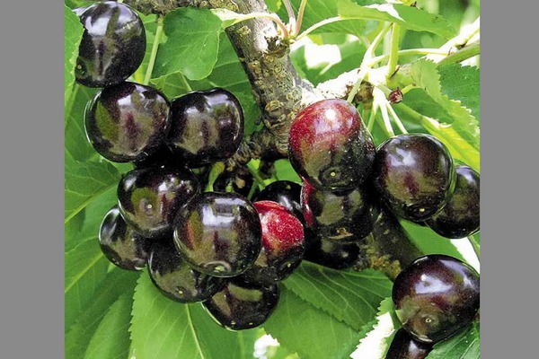 Cereja melitopol preto